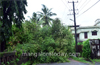 Heavy rains uproot three trees in Bolar area